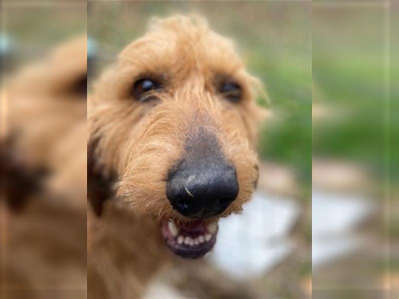 Toller Cooper-junger, freundlicher Griffon-Mix sucht sein Zuhause