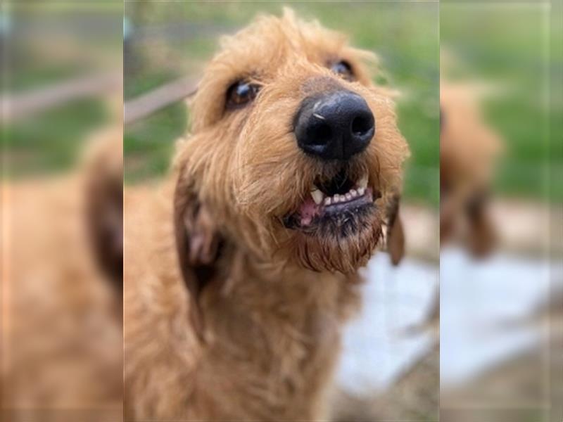 Toller Cooper-junger, freundlicher Griffon-Mix sucht sein Zuhause