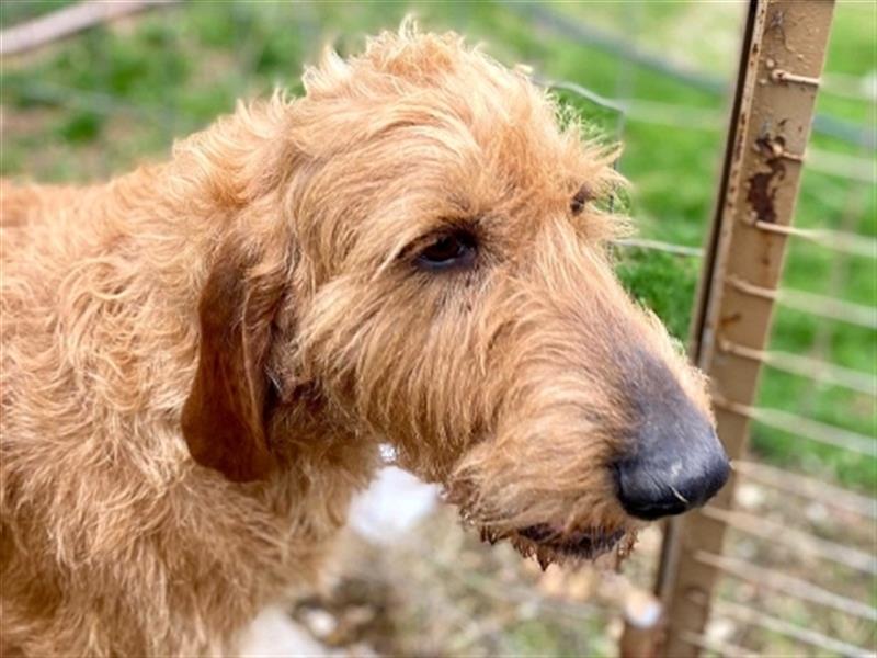 Toller Cooper-junger, freundlicher Griffon-Mix sucht sein Zuhause