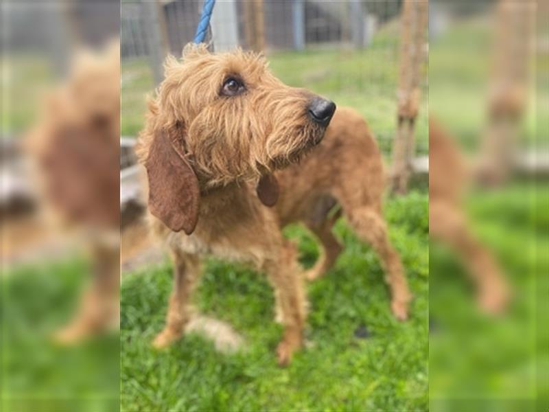 Toller Cooper-junger, freundlicher Griffon-Mix sucht sein Zuhause