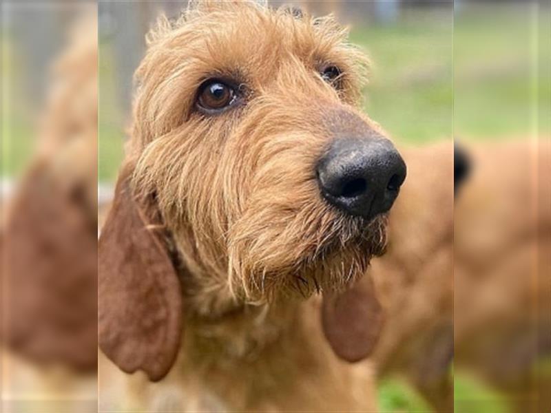 Toller Cooper-junger, freundlicher Griffon-Mix sucht sein Zuhause