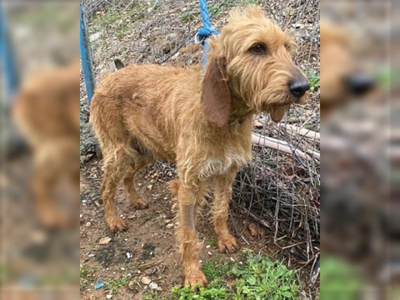 Toller Cooper-junger, freundlicher Griffon-Mix sucht sein Zuhause