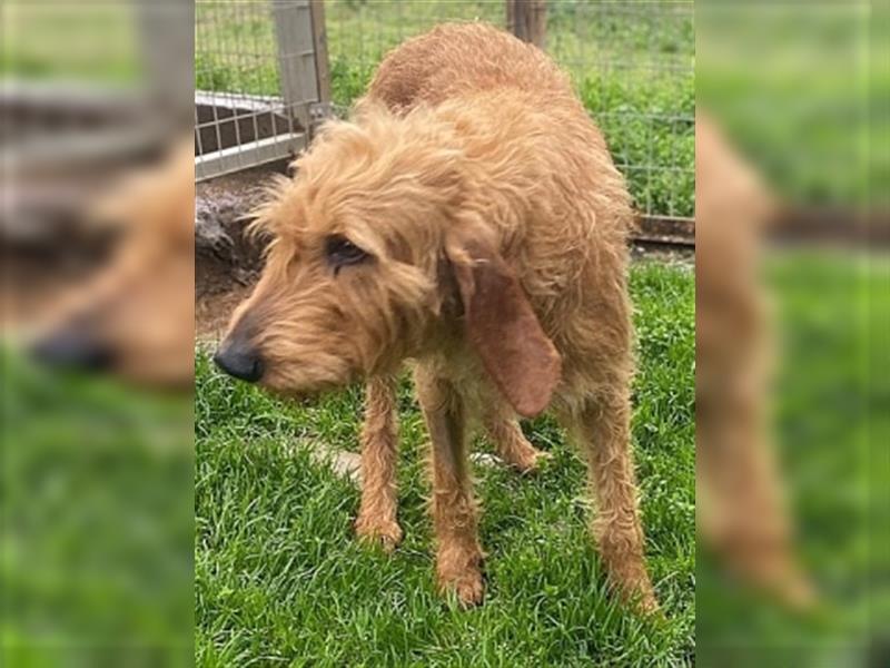 Toller Cooper-junger, freundlicher Griffon-Mix sucht sein Zuhause