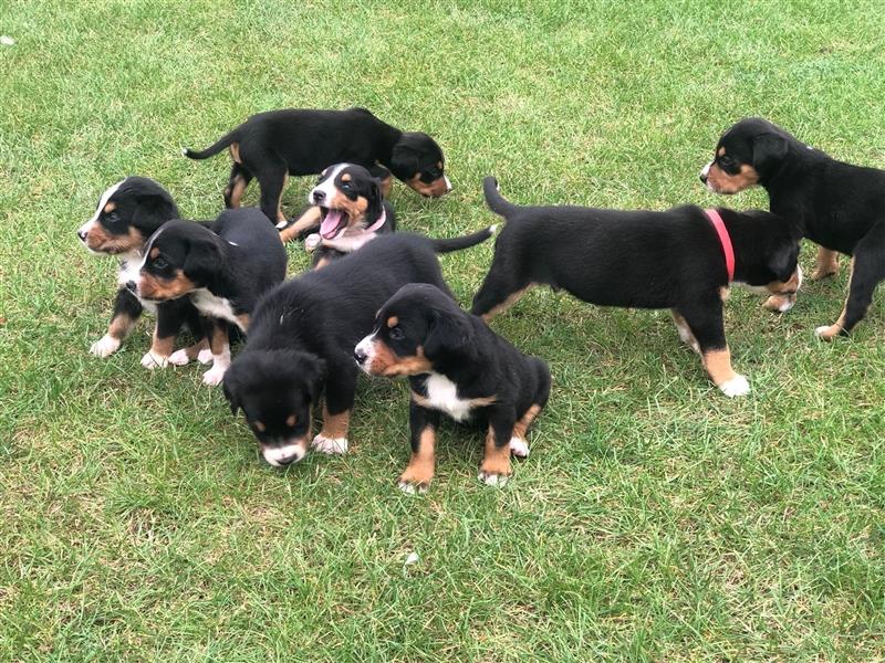 Großer Schweizer Sennenhund Welpen GSS