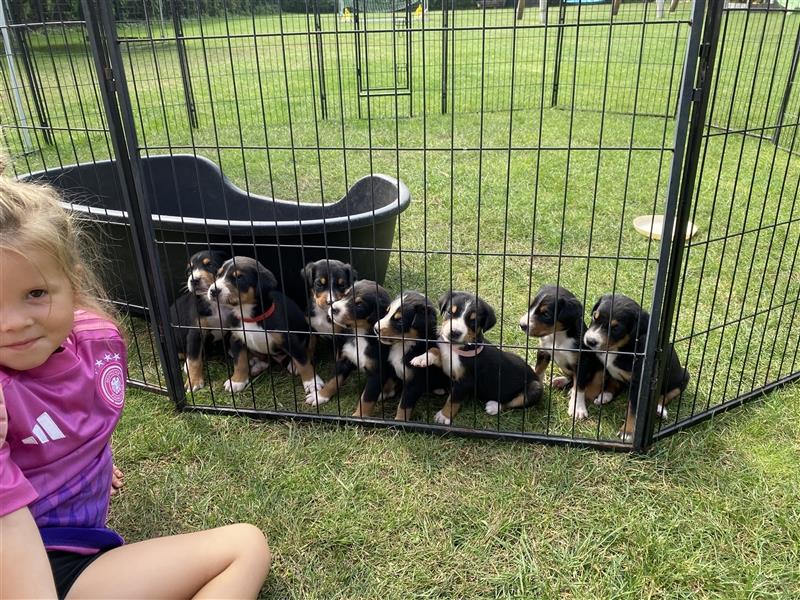 Großer Schweizer Sennenhund Welpen GSS