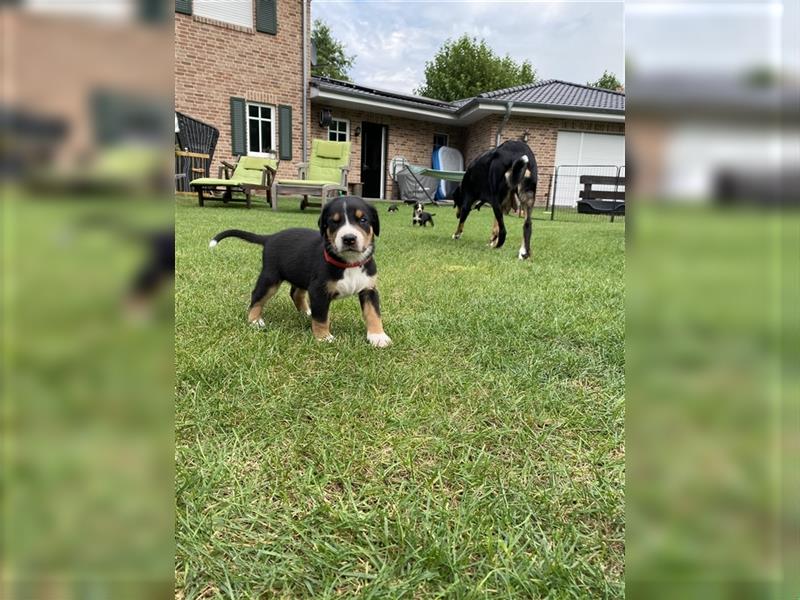 Großer Schweizer Sennenhund Welpen GSS