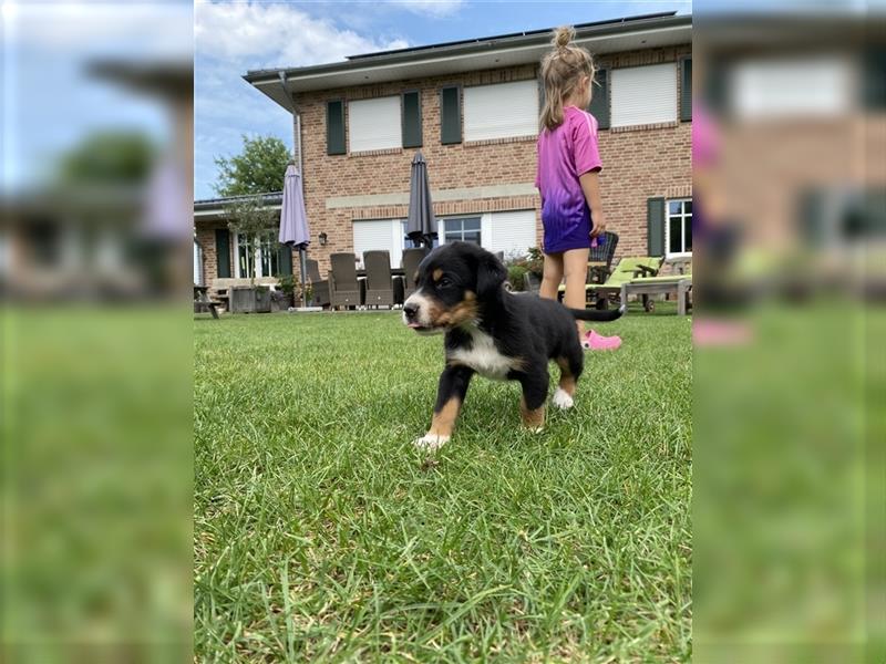 Großer Schweizer Sennenhund Welpen GSS