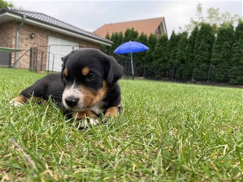 Großer Schweizer Sennenhund Welpen GSS