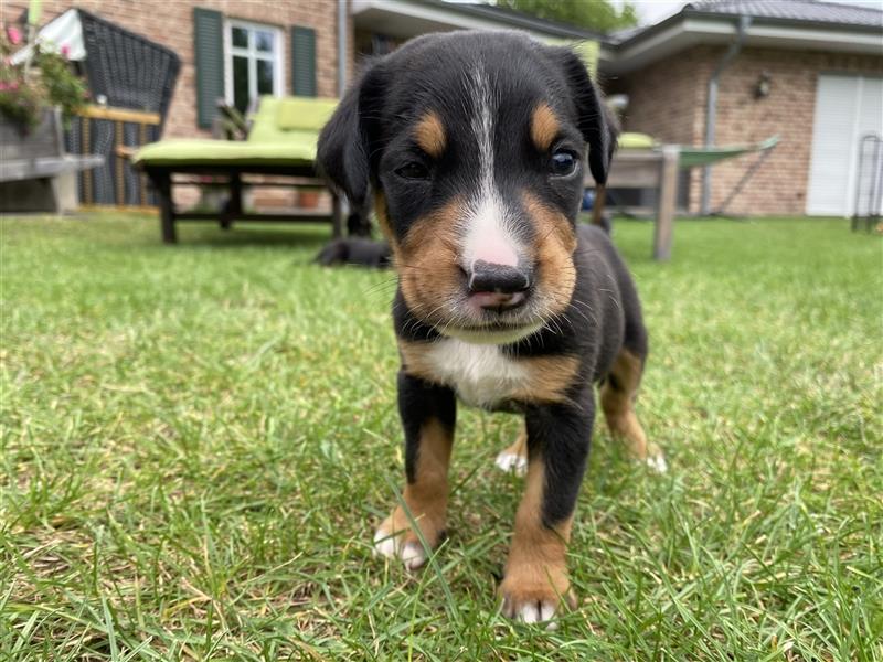 Großer Schweizer Sennenhund Welpen GSS