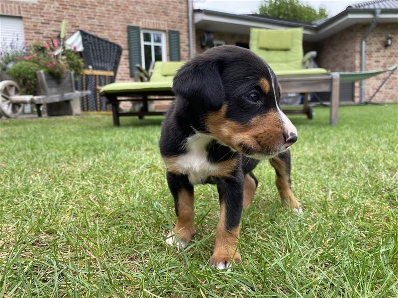 Großer Schweizer Sennenhund Welpen GSS