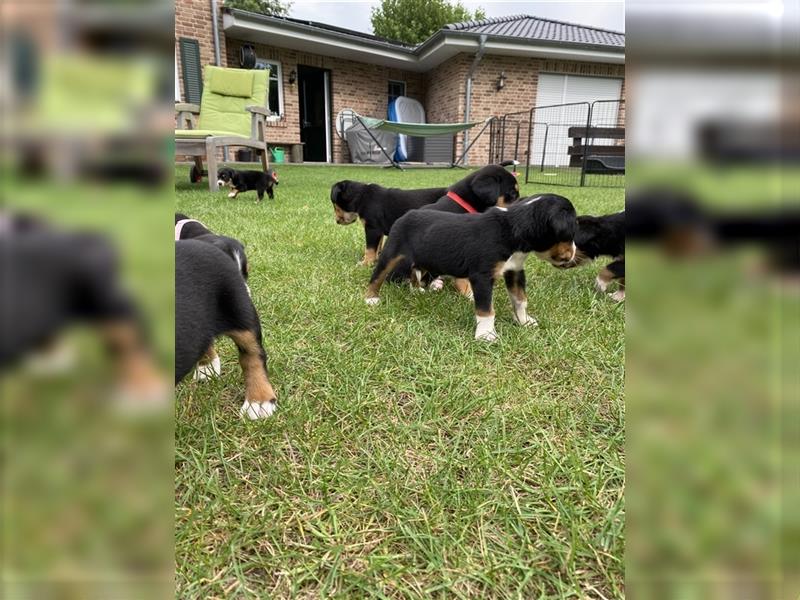 Großer Schweizer Sennenhund Welpen GSS