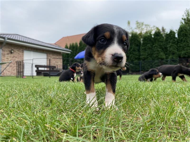 Großer Schweizer Sennenhund Welpen GSS