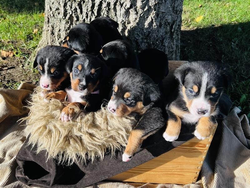 Großer Schweizer Sennenhund–Welpen aus liebevoller Hausaufzucht