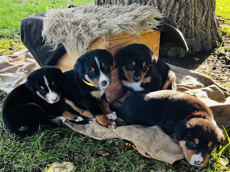 Großer Schweizer Sennenhund–Welpen aus liebevoller Hausaufzucht