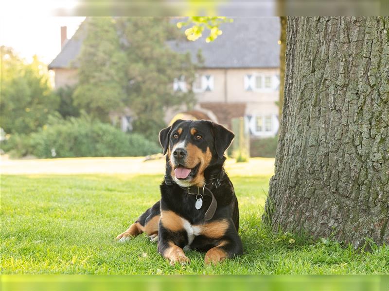 Großer Schweizer Sennenhund–Welpen aus liebevoller Hausaufzucht