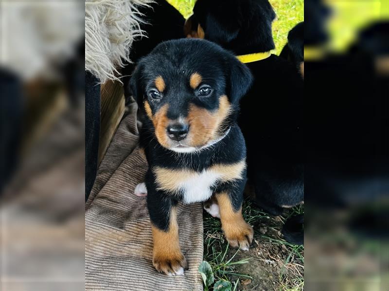 Großer Schweizer Sennenhund–Welpen aus liebevoller Hausaufzucht