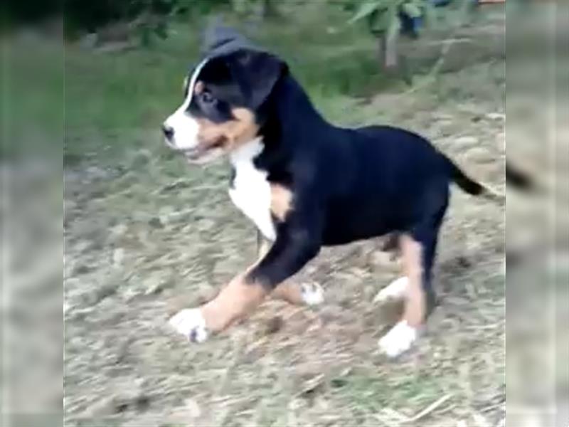 Reinrassige Große Schweizer Sennenhund Welpen aus HD-, ED-, OCD-freier Zucht