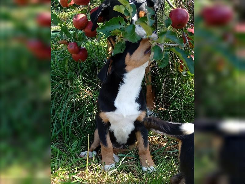 Reinrassiger Große Schweizer Sennenhund Welpe aus HD-, ED-, OCD-freier Zucht