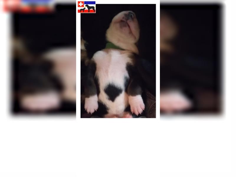 Reinrassiger Große Schweizer Sennenhund Welpe aus HD-, ED-, OCD-freier Zucht- jetzt abgabebereit