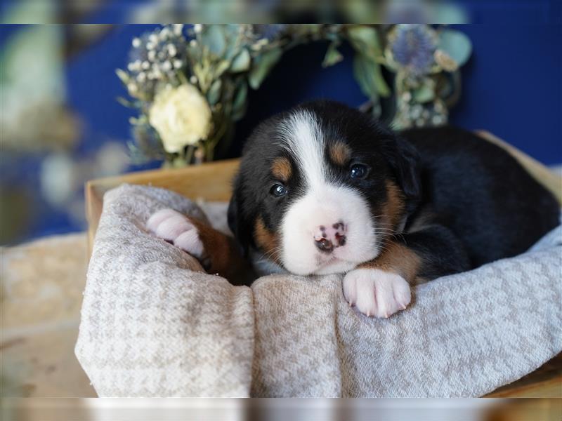 Berner Großer Schweizer Sennenhund Swissy Dog Puppy Welpe Hund Familienhund Junge Rüde Mädchen