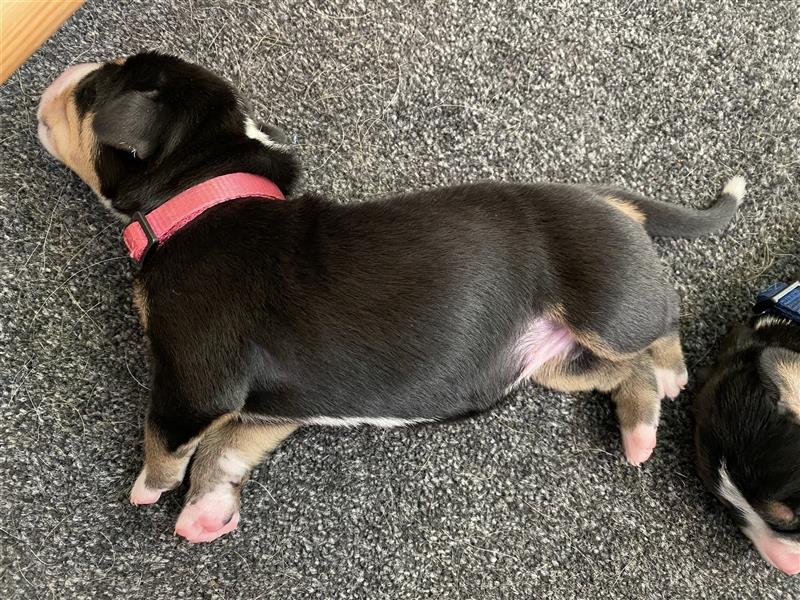 Grosser Schweizer Sennenhund, Hündin pink