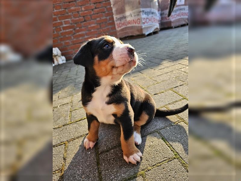 Große schweizer Sennenhund Welpen