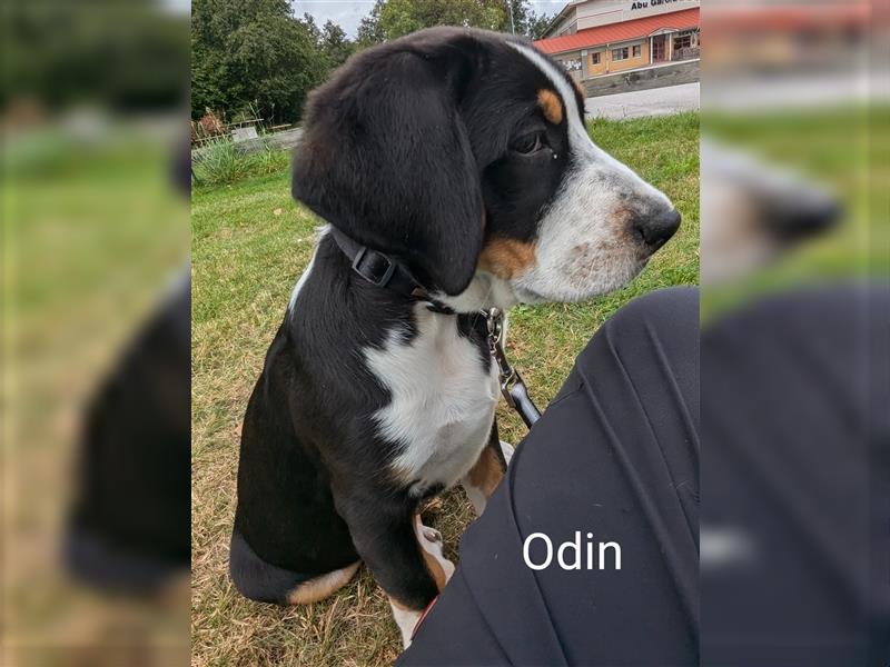 Grosser Schweizer Sennenhunde Welpen - Männchen- 12 Wo