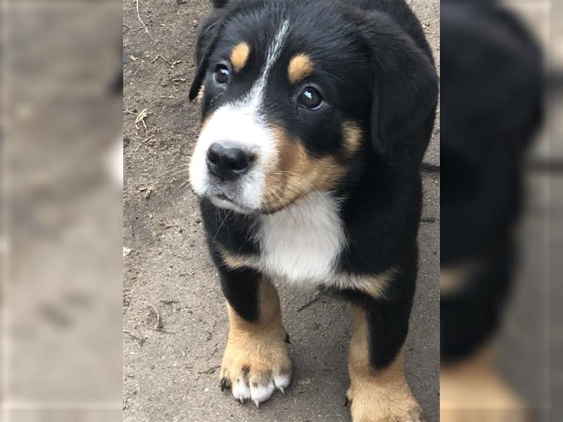 Großer Schweizer Sennenhund Welpen