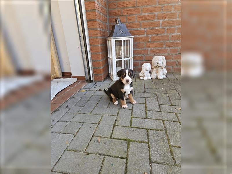 Große schweizer Sennenhund Welpen