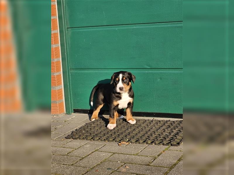 Große schweizer Sennenhund Welpen