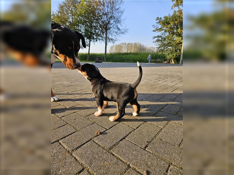 Große schweizer Sennenhund Welpen