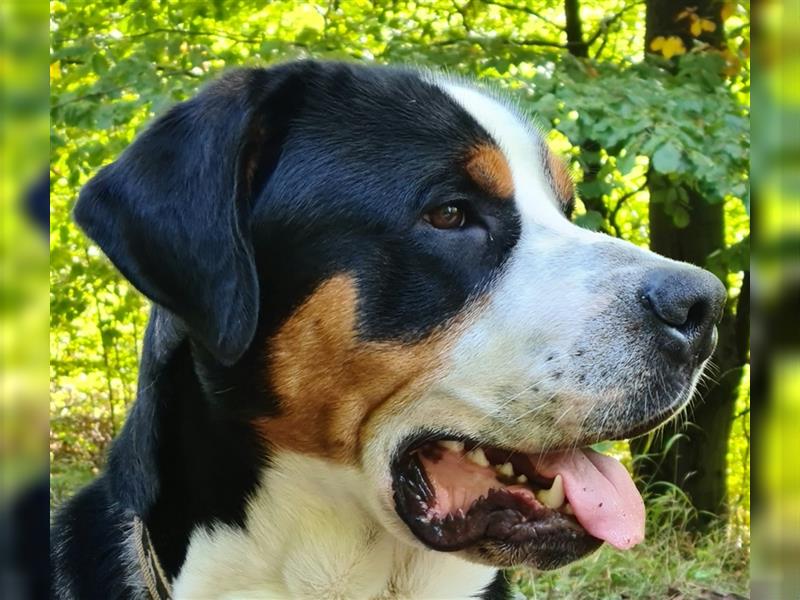 Grosser Schweizer Sennenhund zuchttauglicher Deckrüde mit Papieren