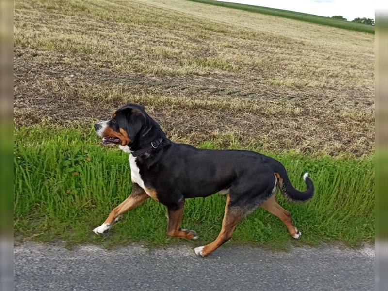 Deckrüde Großer Schweizer Sennenhund ED und HD frei