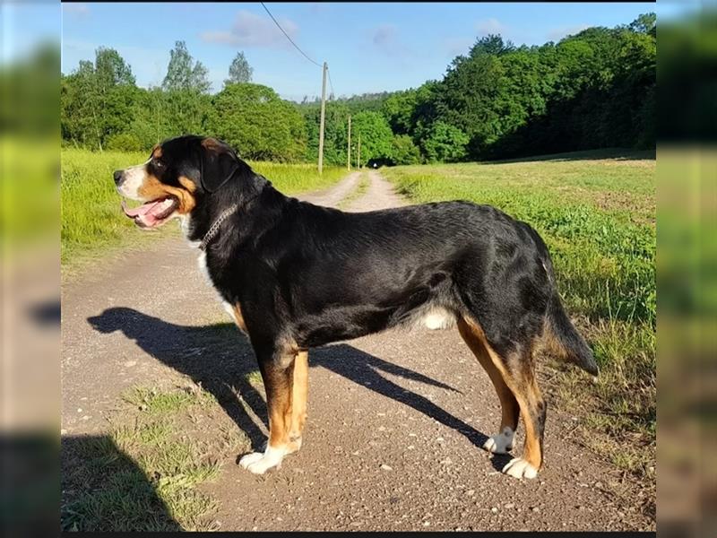 Großer Schweizer Sennenhund Welpe