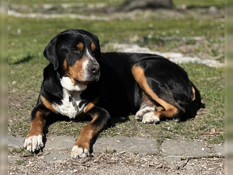 Großer Schweizer Sennenhund Deckrüde