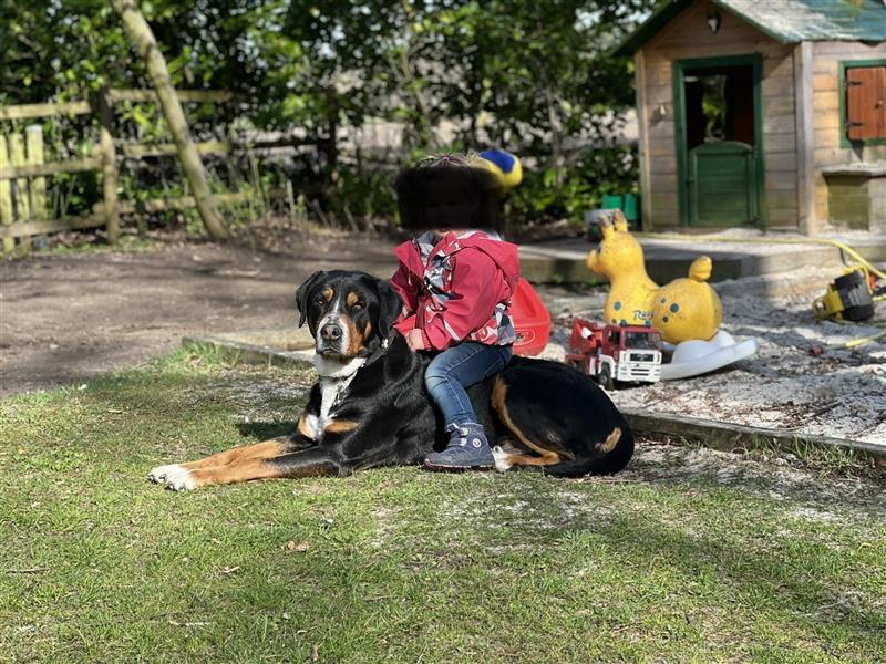 Großer Schweizer Sennenhund Deckrüde