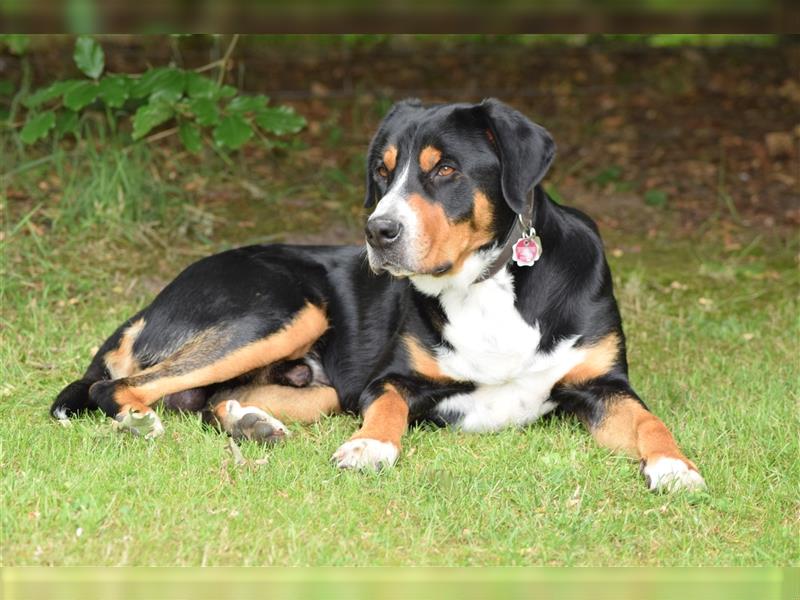 Großer Schweizer Sennenhund Deckrüde