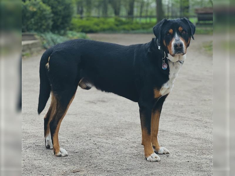 Großer Schweizer Sennenhund Deckrüde