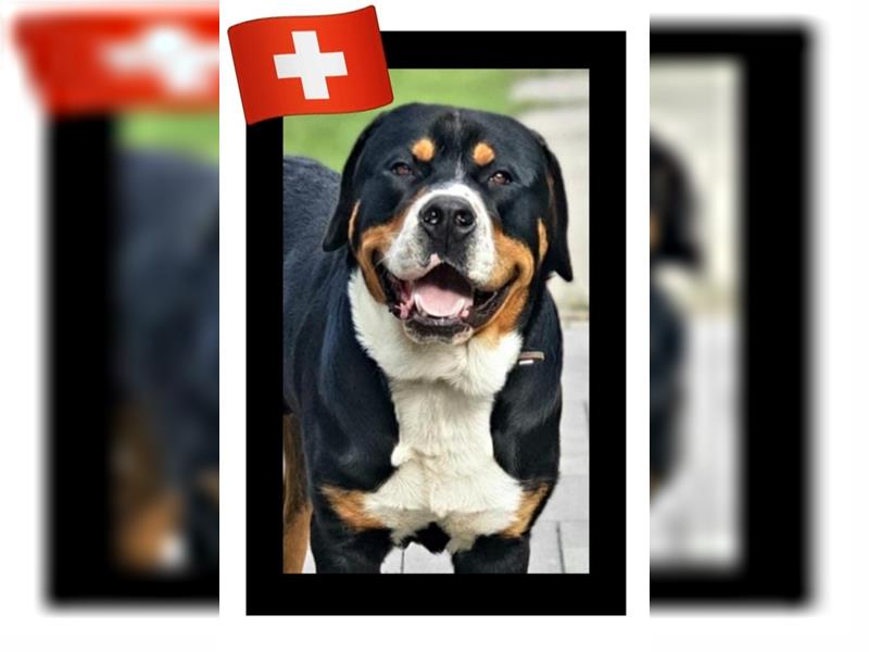Großer Schweizer Sennenhund mit FCI-Papieren