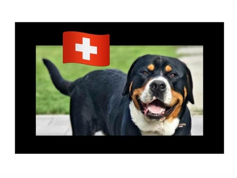 Großer Schweizer Sennenhund mit FCI-Papieren