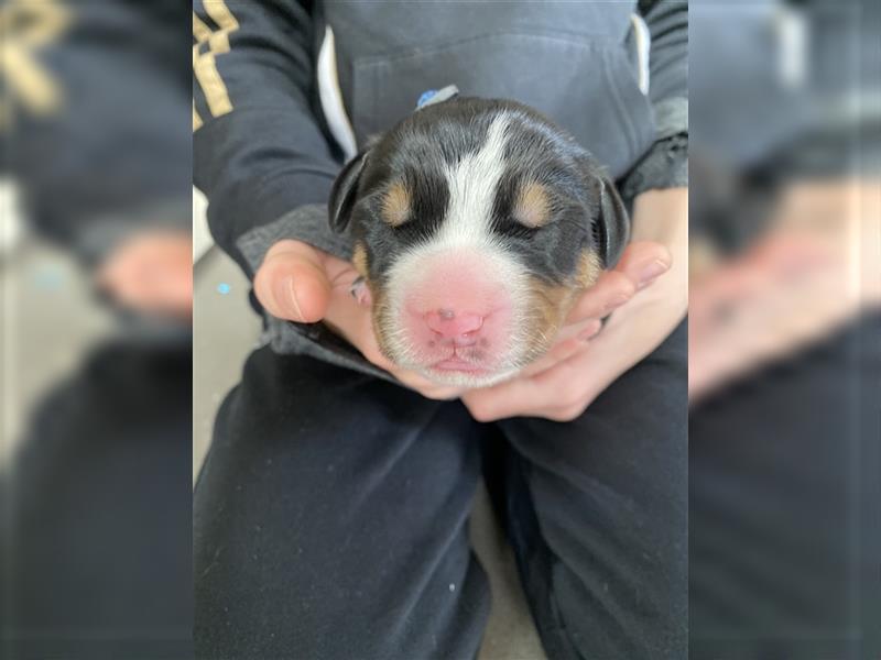 Großer Schweizer Sennenhund, Rüde blau