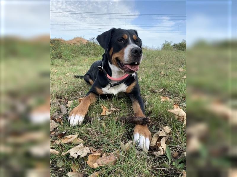 Wurfankündigung Große Schweizer Sennenhund Welpen