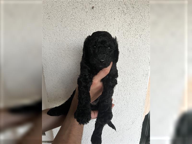 4 schwarze Könidgspudel Welpen