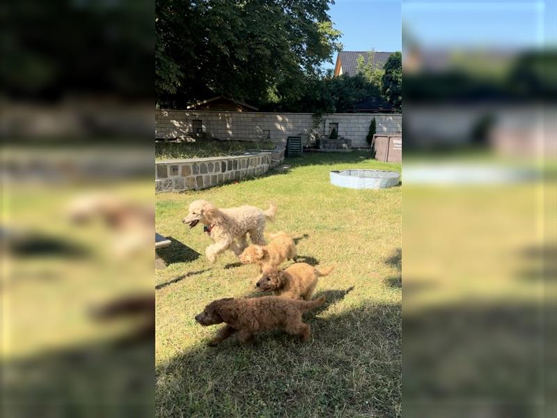 Noch 2 Geoßpudel Welpen ( 1 M, 1 J ) frei