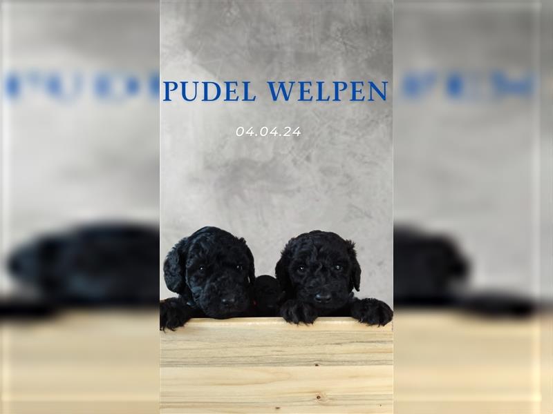 Pudel Welpen Großpudel Poodle reinrassige Großpudel Königspudel Welpen Wurf blau schwarz silber