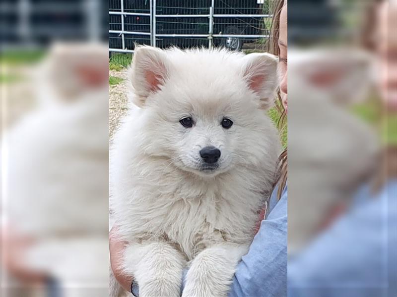 Großspitz Welpen Spitz Familienhund Wachhund Großspitzwelpen