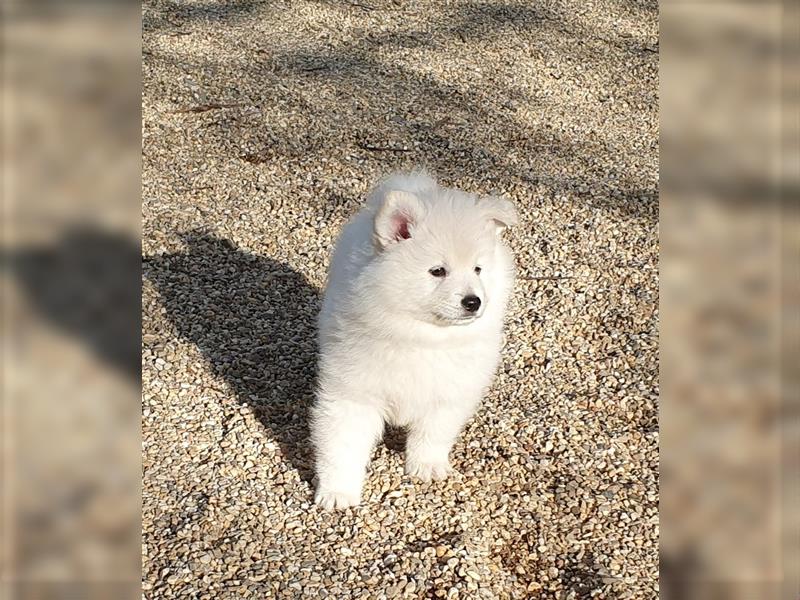 Großspitz Welpen Spitz Familienhund Wachhund Großspitzwelpen