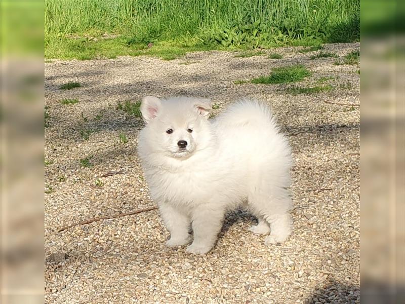 Großspitz Welpen Spitz Familienhund Wachhund Großspitzwelpen