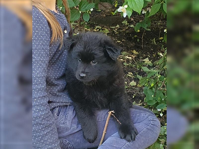 Großspitz Welpen Spitz Familienhund Wachhund Großspitzwelpen