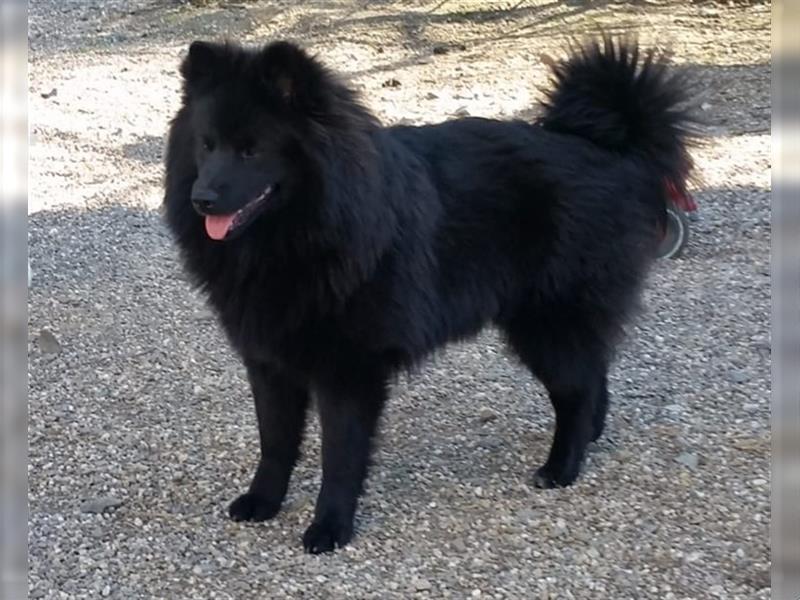 Großspitz Welpen Spitz Familienhund Wachhund Großspitzwelpen